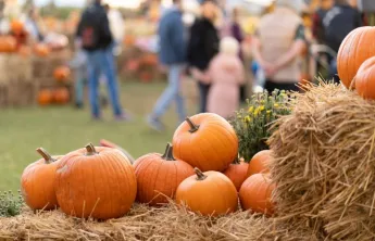 Fall Festival